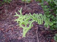Deep green fronds with divided tips